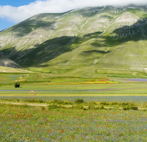 Piano Grande di Castelluccio (Itálie) — Stock fotografie