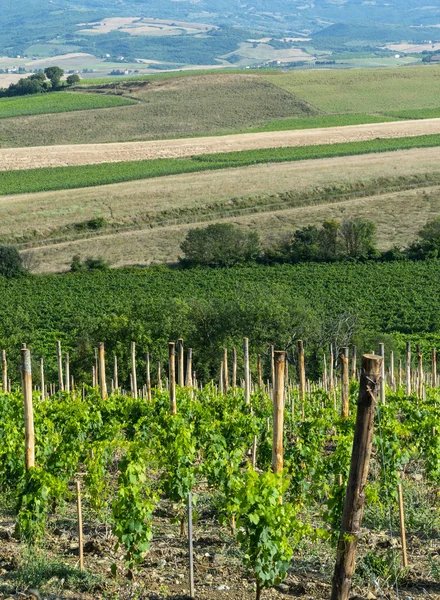 Montalcino (Toscana, Italia) ) —  Fotos de Stock