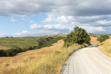 Girit senesi (Toskana, İtalya)