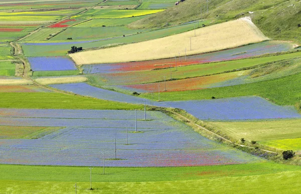 Piano Grande di Castelluccio (Italia) ) —  Fotos de Stock