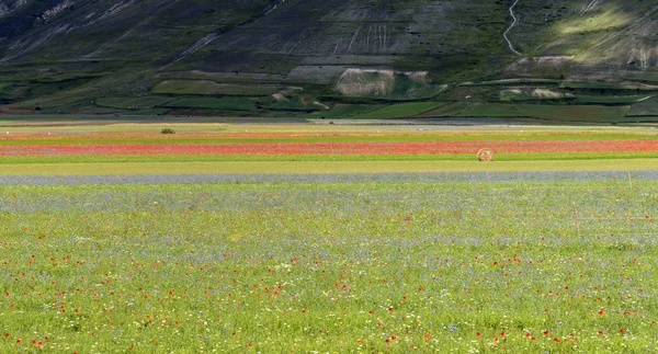 Piano Grande di Castelluccio (Italy) — Stock Photo, Image