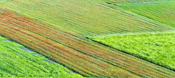 Piano Grande di Castelluccio (Италия) ) — стоковое фото