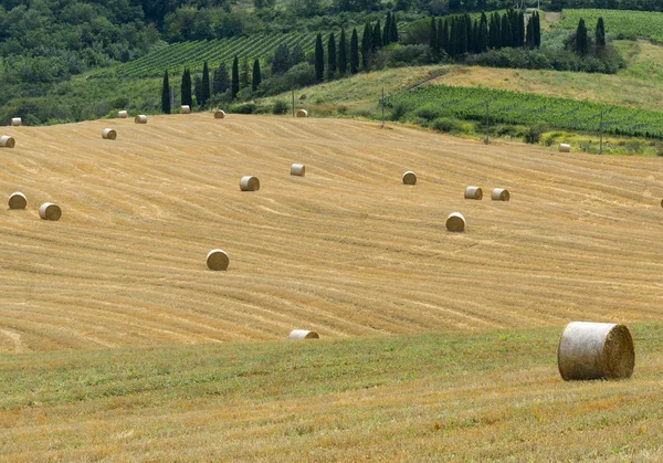 Montalcino (Tuscany, Italy) — Stock Photo, Image