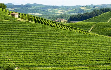 langhe (İtalya yaz peyzaj)