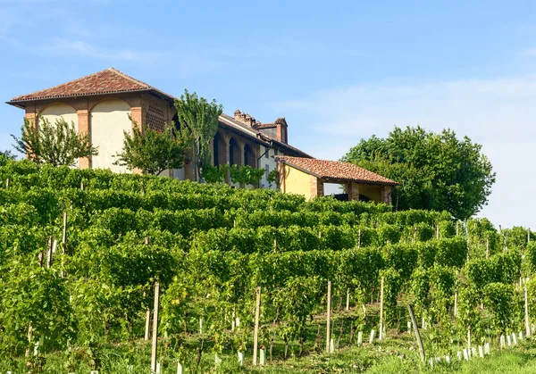 Paesaggio estivo a Monferrato (Italia) ) — Foto Stock