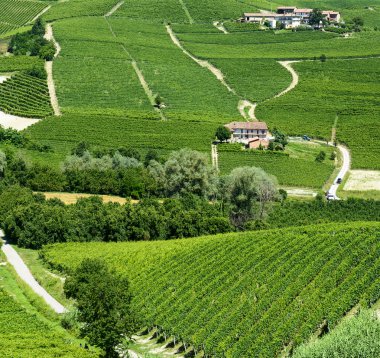 langhe (İtalya yaz peyzaj)