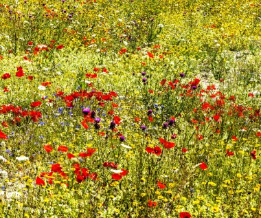 Piyano Grande di Castelluccio (İtalya)