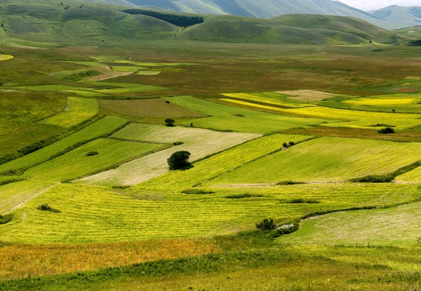 Piano Grande di Castelluccio (Itália) ) — Fotografia de Stock