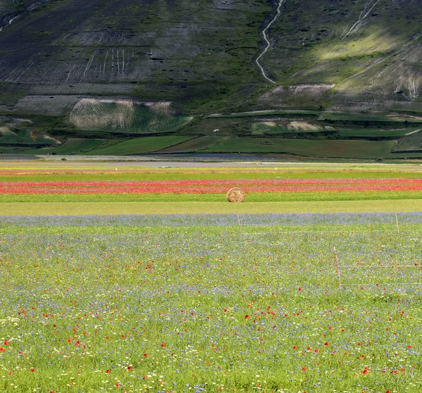 Piano Grande di Castelluccio (Italy) — Stock Photo, Image