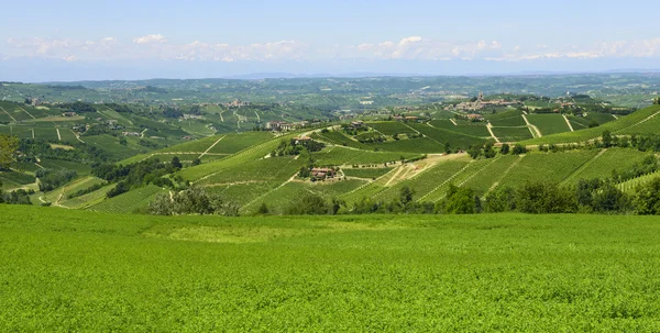 Καλοκαιρινό τοπίο σε langhe (Ιταλία) — Φωτογραφία Αρχείου