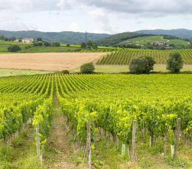 Montalcino (Toskana, İtalya)