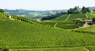 langhe (İtalya yaz peyzaj)