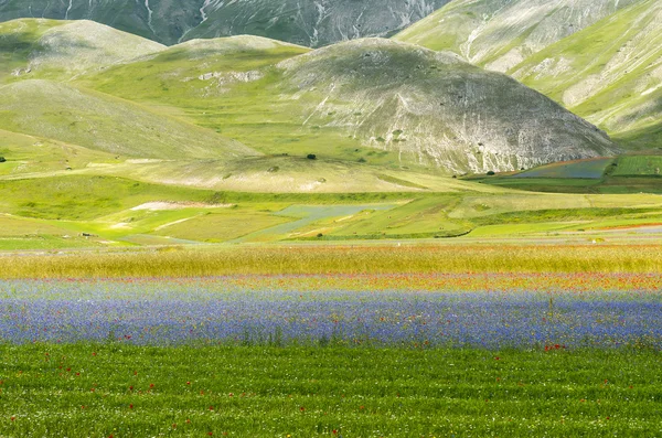 Piano Grande di Castelluccio (Italy) — Stock Photo, Image