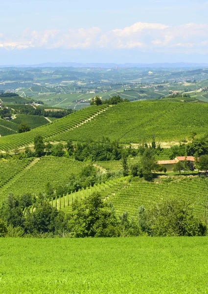 Sommar landskap i langhe (Italien) — Stockfoto