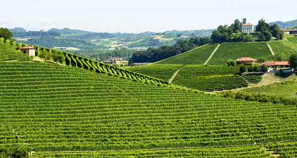 Paysage estival à Langhe (Italie) ) — Photo