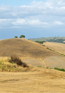 Girit senesi (Toskana, İtalya)