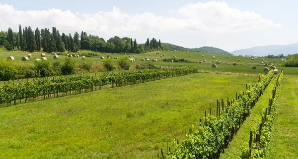 Lucca (Tuscany, Italy), countryside — Stock Photo, Image