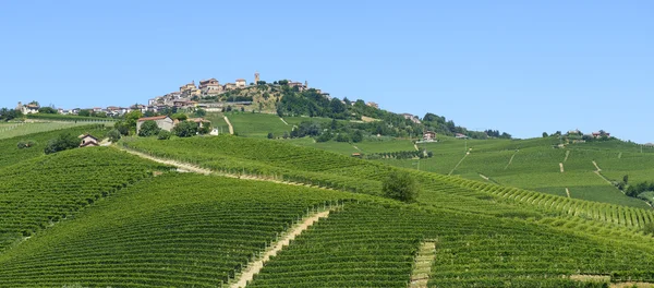 Sommar landskap i langhe (Italien) — Stockfoto