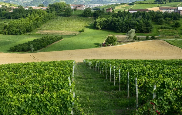 Літній пейзаж у регіоні Монферрат (Італія) — стокове фото