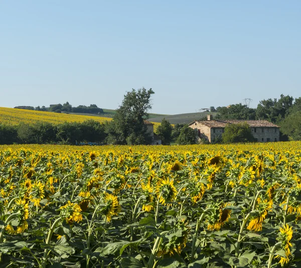 Summer landscape in Marches (Italy) — Stock Photo, Image