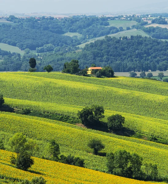 Paesaggio estivo nelle Marche ) — Foto Stock