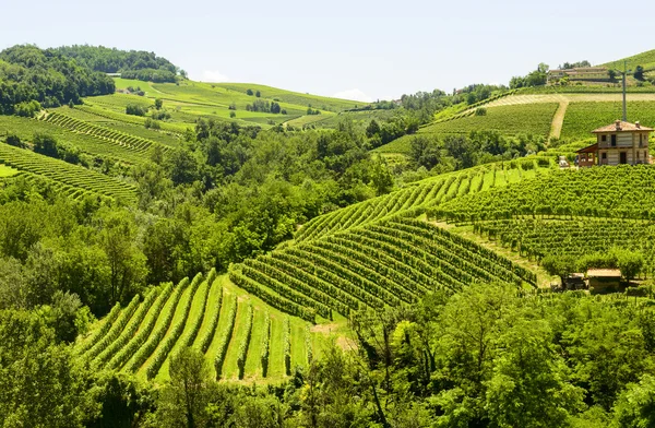 Paisagem de verão em Langhe (Itália ) — Fotografia de Stock