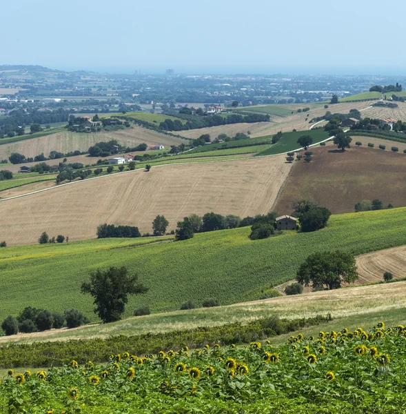 Sommaren landskapet i Marche (Italien) — Stockfoto