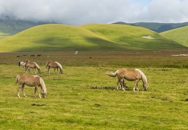 Piano Grande di Castelluccio (Italia) ) — Foto de Stock