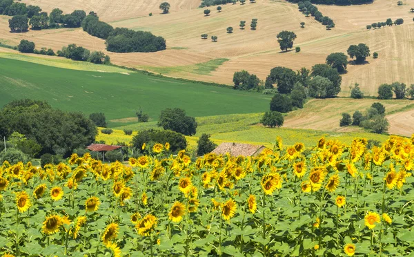 Zomer landschap in Marches (Italië) — Stockfoto