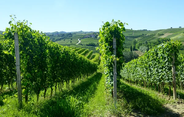 Paesaggio estivo nelle Langhe (Italia) ) — Foto Stock