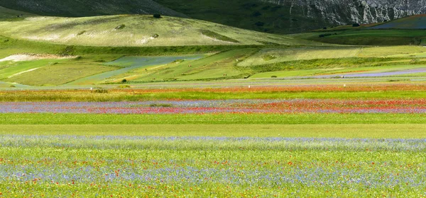 Piano Grande di Castelluccio (Италия) ) — стоковое фото