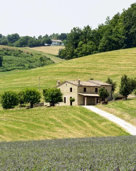 Marches (Italy): summer landscape — Stock Photo, Image