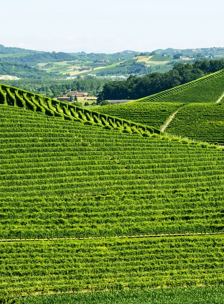 Letní krajina v langhe (Itálie) — Stock fotografie