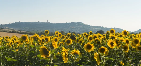 Sommaren landskapet i Marche (Italien) — Stockfoto