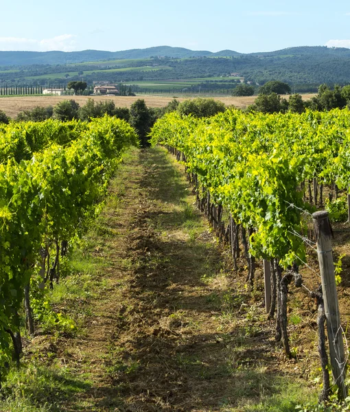 Montalcino (Tuscany, Italy) — Stock Photo, Image