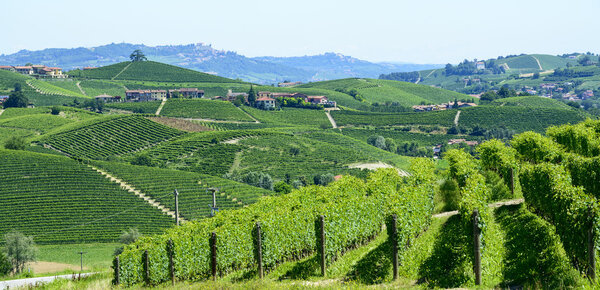 Summer landscape in Langhe (Italy)