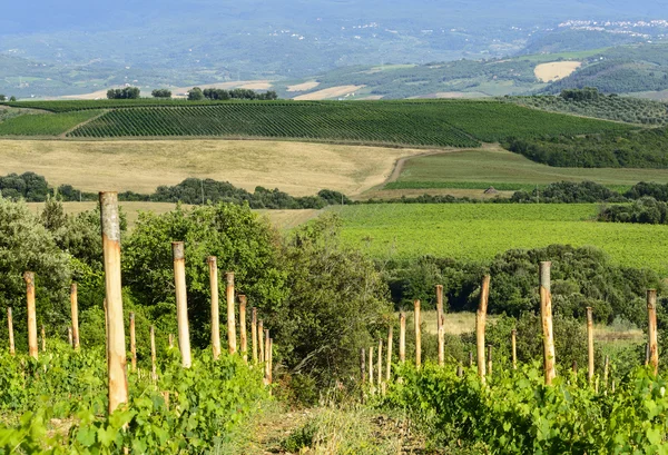 Montalcino (Toscana, Italien) — Stockfoto
