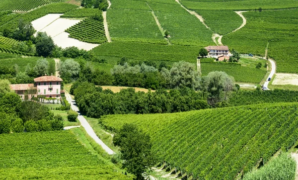 Nyári táj a Langhe régió (Olaszország) — Stock Fotó