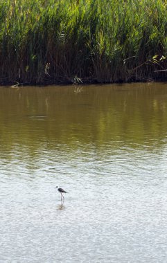 Valli di Comacchio (İtalya)