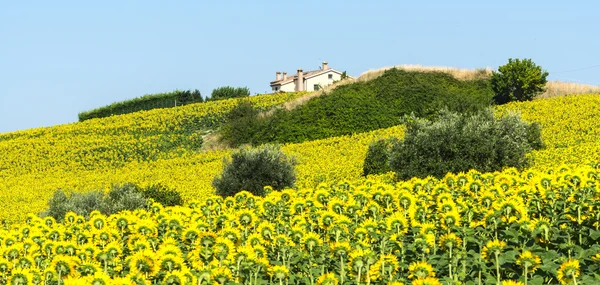 Marche (Italia): paesaggio estivo — Foto Stock