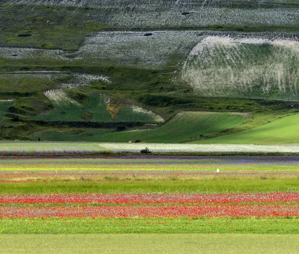 Piano Grande di Castelluccio (Italia) ) —  Fotos de Stock