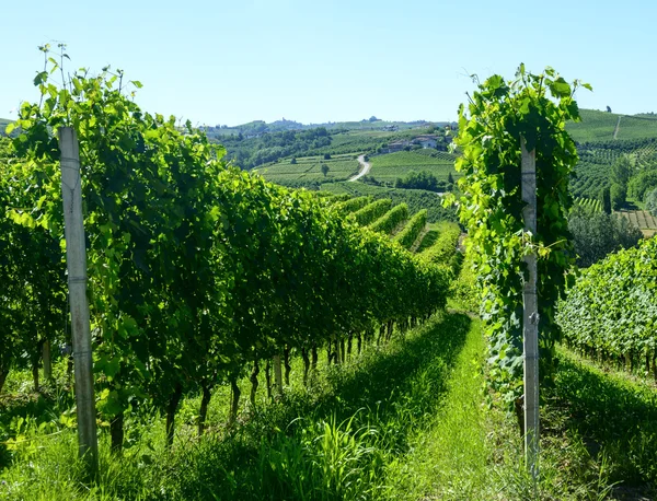 Letní krajina v langhe (Itálie) — Stock fotografie