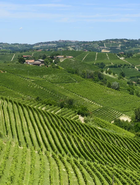 Sommar landskap i langhe (Italien) — Stockfoto