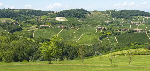 Letní krajina v langhe (Itálie) — Stock fotografie