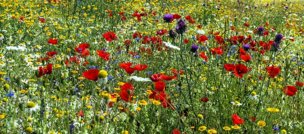 Piano Grande di Castelluccio (Włochy) — Zdjęcie stockowe