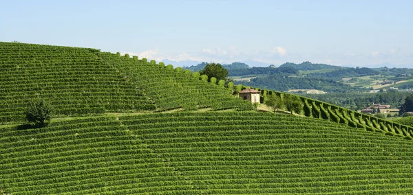 Zomer landschap in langhe (Italië) — Stockfoto