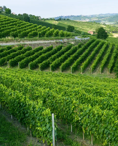 Summer landscape in Monferrato (Italy) — Stock Photo, Image