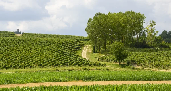 Sommerlandschaft in monferrato (italien) — Stockfoto