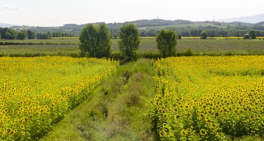 Maremma (Toskana, İtalya)