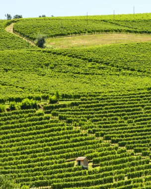langhe (İtalya yaz peyzaj)